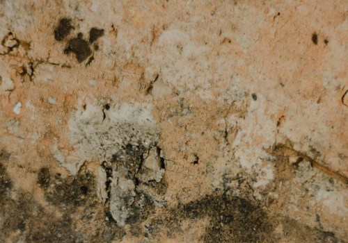 Caring For Your Granite Countertops In Seattle: Effective Mold Removal Strategies You Need To Know